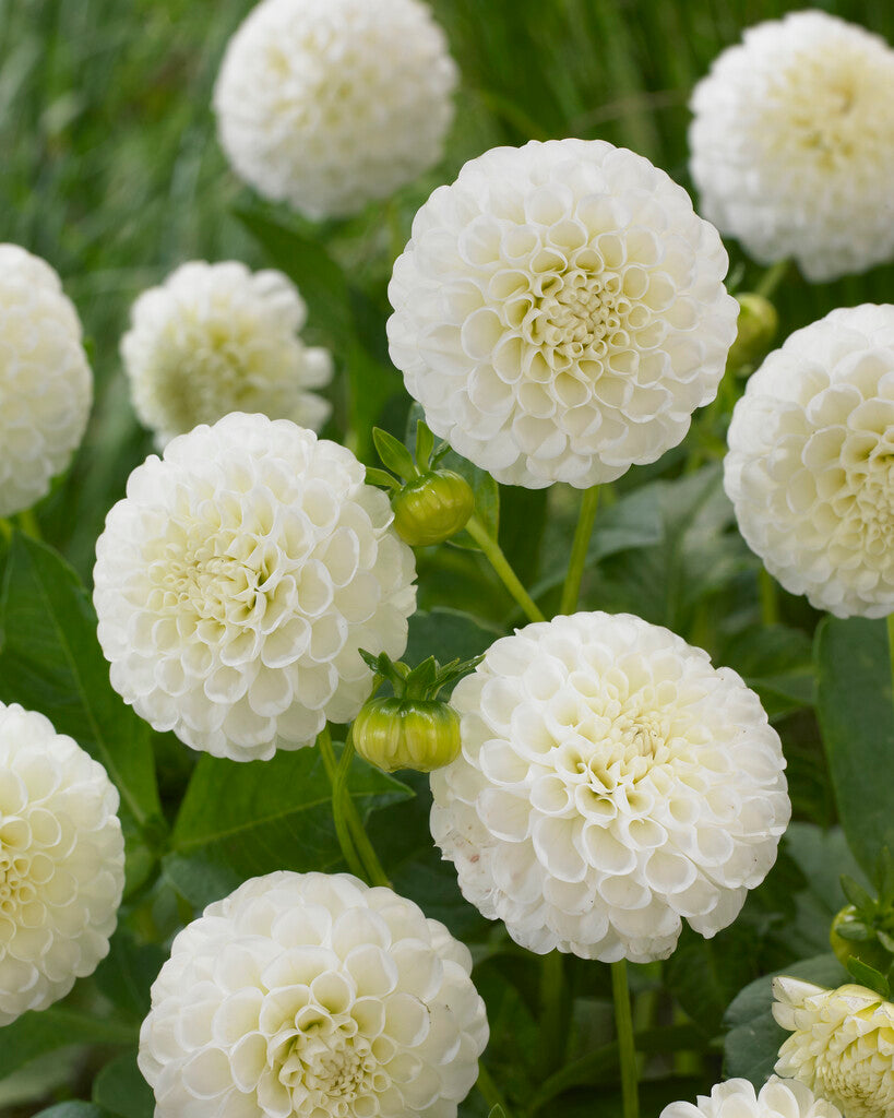 Dahlia Pompon Snow flake 1-pakning NYHET - (Erstatter White Aster)